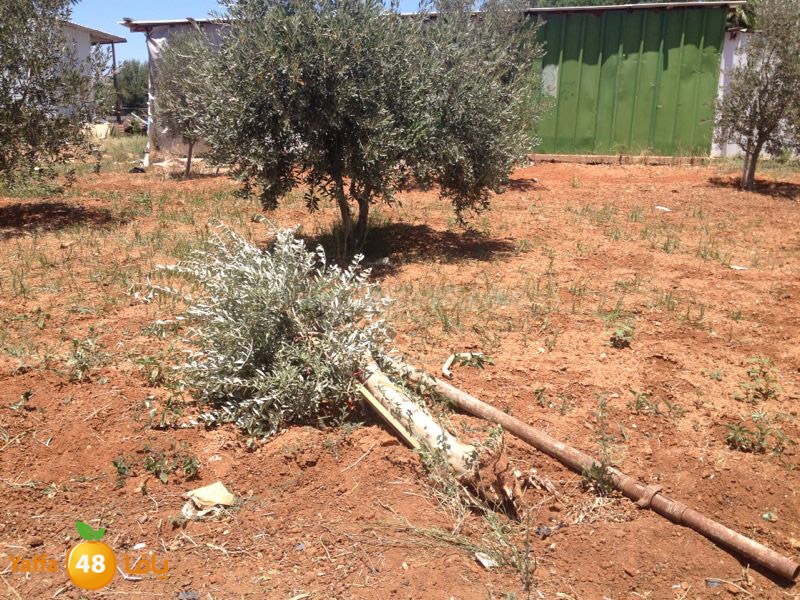 fight 2 famlilesi (10).JPG